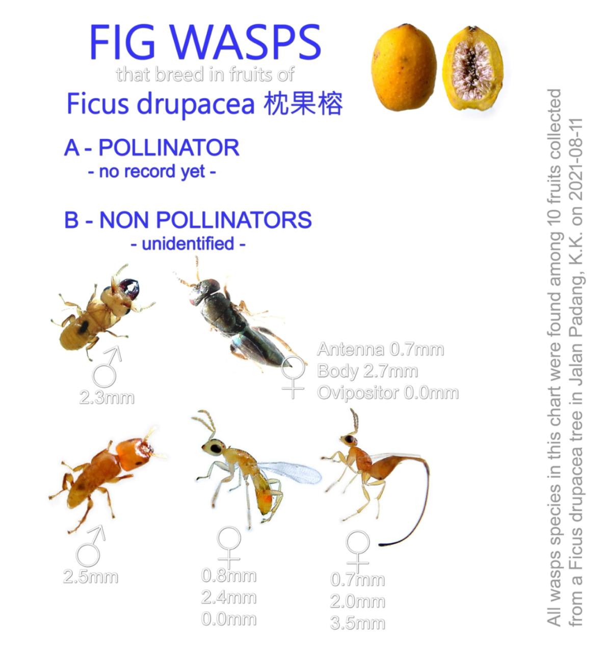 Fig Wasps Ficus Drupacea