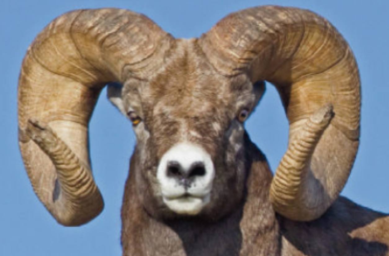 Ram Horn Ear